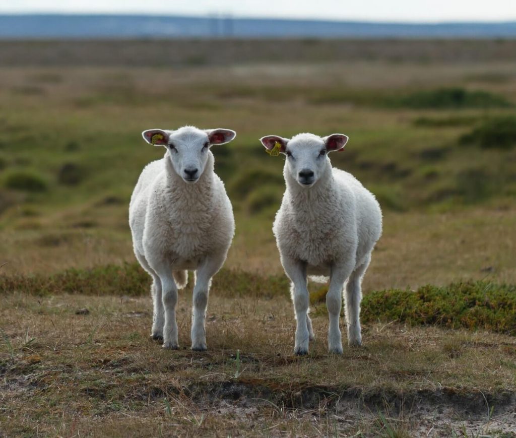 Similarity effect - two sheeps